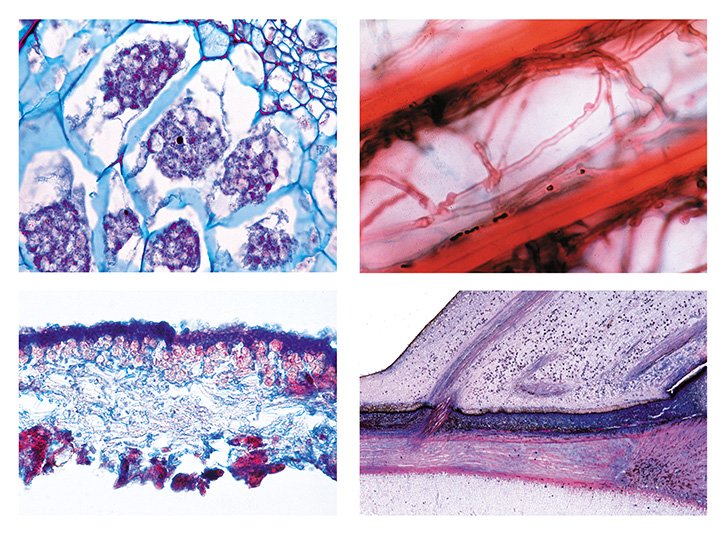 Agriculture and Forestry Slide Sets