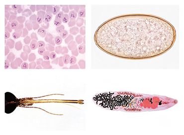 Parasite, Pathogenic Bacteria and Insect Pests for Veterinary Medicine Slide Set for Biology and Life Science