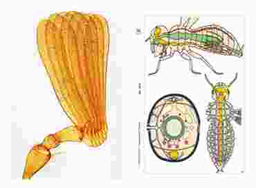 Insects Multimedia Microscope Slide Instructor Package for Biology and Life Science
