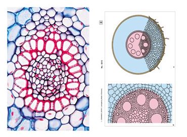 Roots Multimedia Microscope Slide Instructor Package for Biology and Life Science