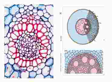 Roots Multimedia Microscope Slide Instructor Package for Biology and Life Science