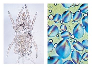 Food Science Multimedia Microscope Slide Instructor Package for Biology and Life Science