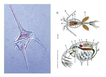 Water Droplets Multimedia Microscope Slide Instructor Package for Biology and Life Science