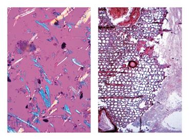 Air Pollution and Allergens Multimedia Microscope Slide Instructor Package for Biology and Life Science