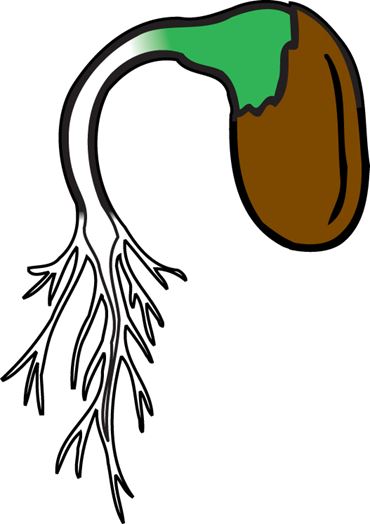 Thomas Laxton Pea Seeds, Dicots for Biology and Life Science