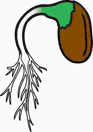 Red (Kidney) Bean Seeds, Dicots for Biology and Life Science