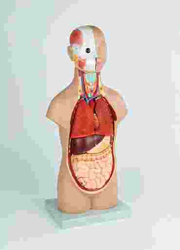 Mini Torso with Head Model with 12 Parts for Anatomy Studies
