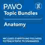 Pavo Bundle: Anatomy-PAV1060