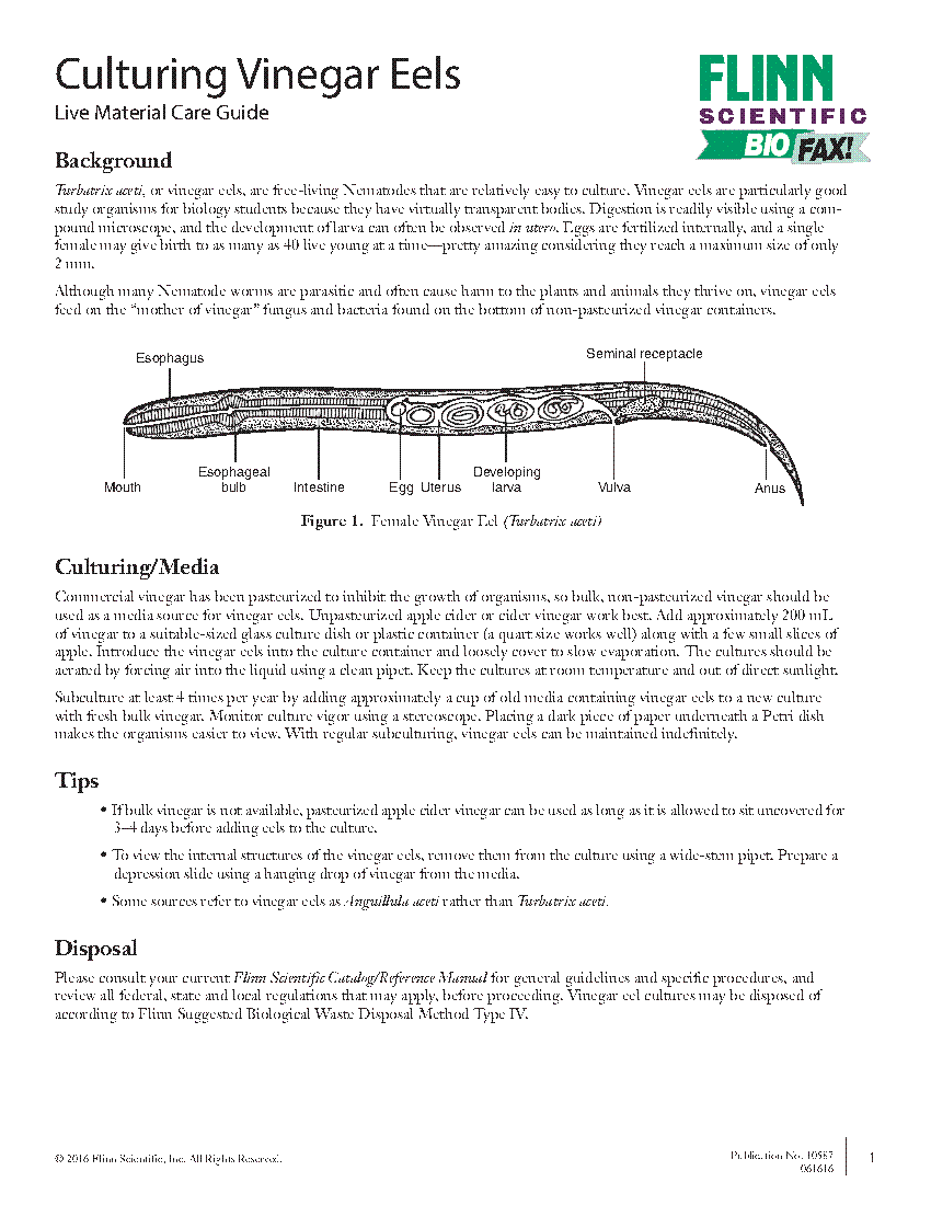 Culturing Vinegar Eels Flinn Scientific